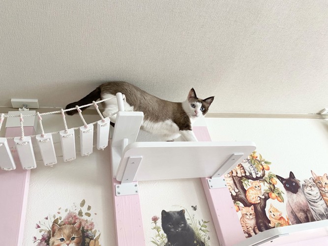 キャットウォークを歩く猫