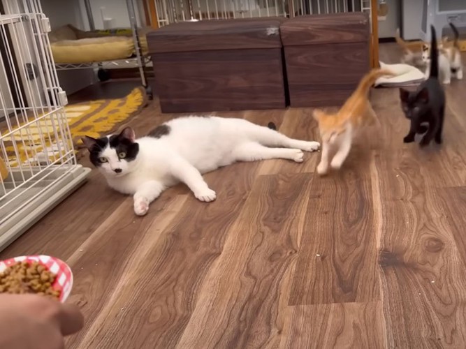 駆け寄ってくる子猫たち