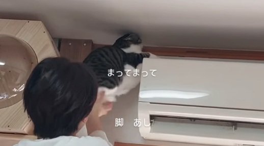 二本足で立つ猫