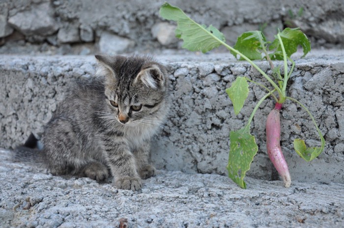 小さい大根と子猫