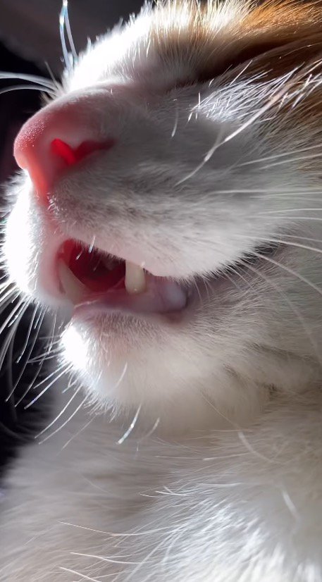 喉を鳴らしながら鳴き声をあげる猫