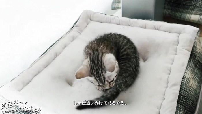 自分の尻尾を追いかける猫