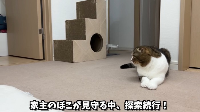 横を向く猫