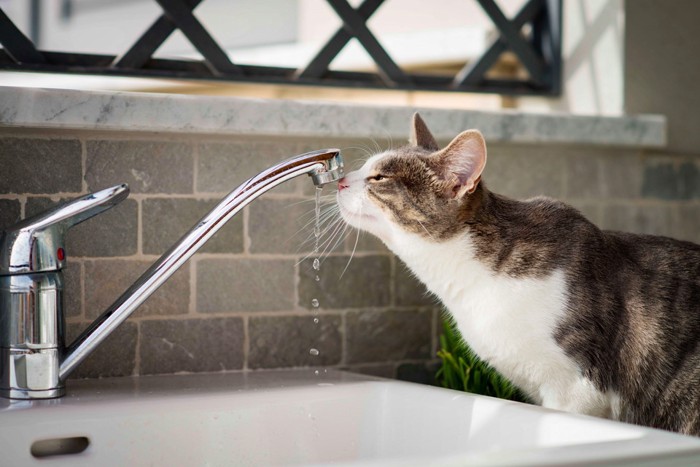 水道と猫