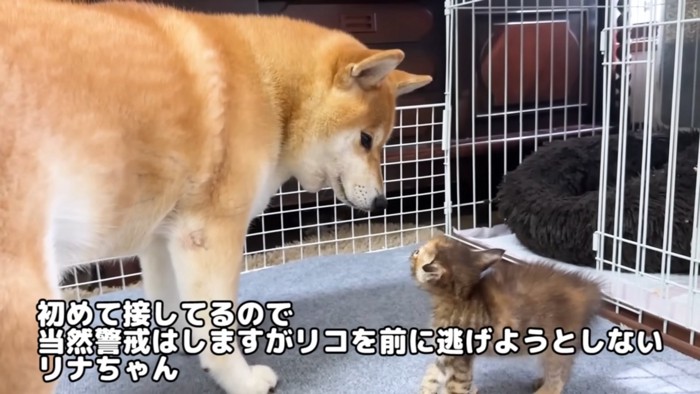 立っている犬と子猫