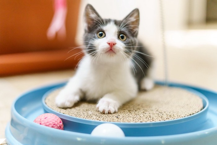 爪とぎとおもちゃで遊ぶ子猫