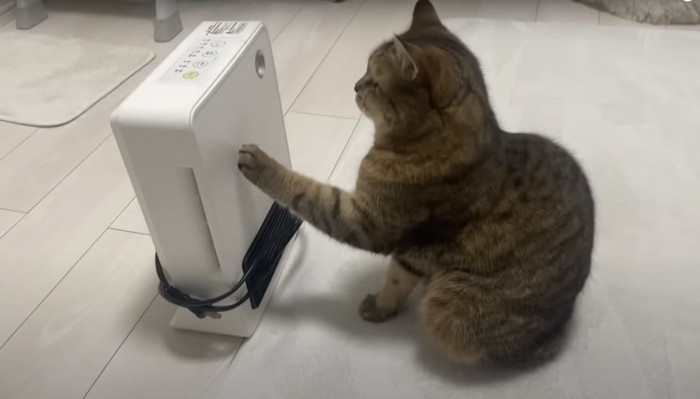 ヒーターを触る猫