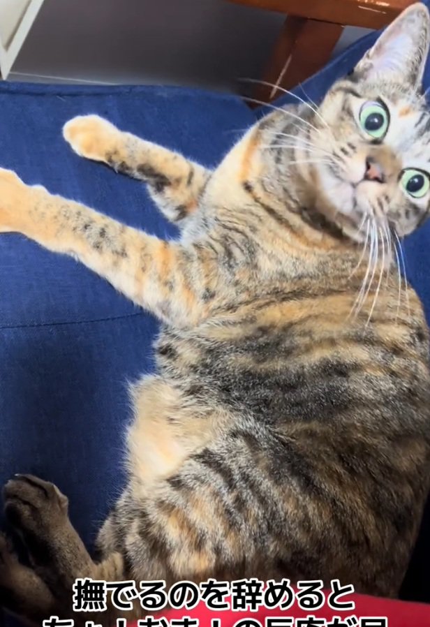 ガン見する猫