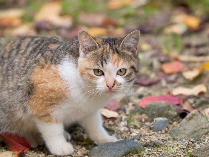 こちらを見る三毛猫