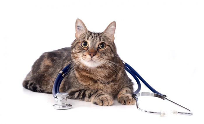 聴診器を体にかけている猫