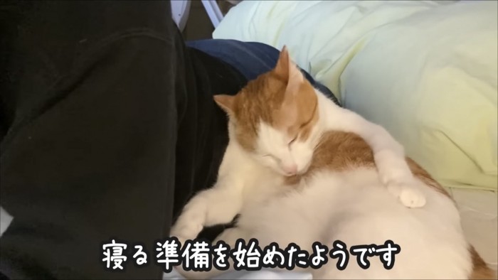 毛づくろいする猫