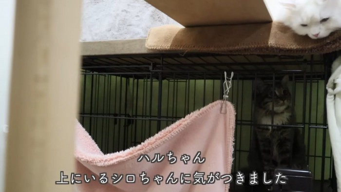 テロップ「ハルちゃん 上にいる~」