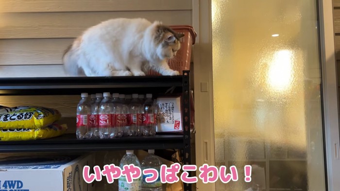 棚の上で怖がる猫&&やっぱり怖いよう