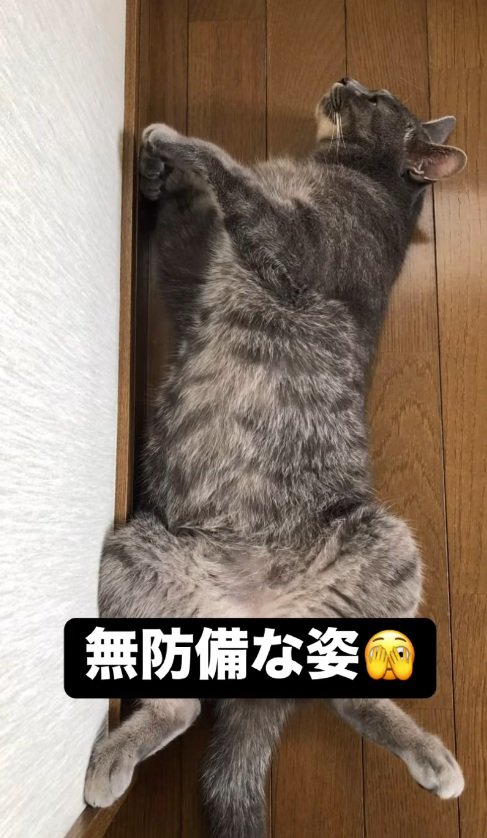 へそ天で寝る猫