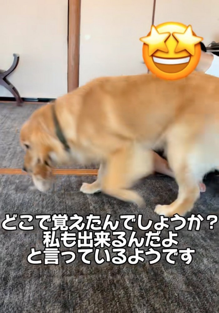 来客の周りを歩く犬