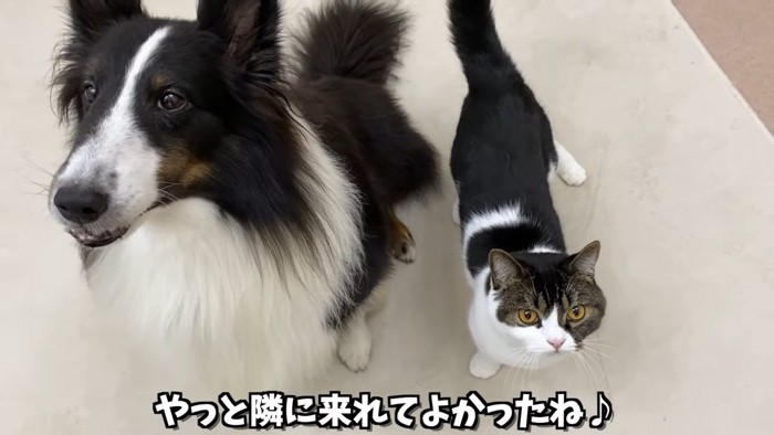 並んで立つ猫と犬