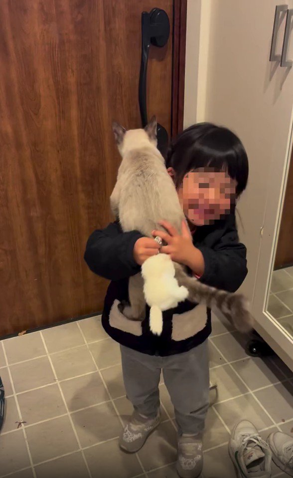 女の子に飛びつく猫