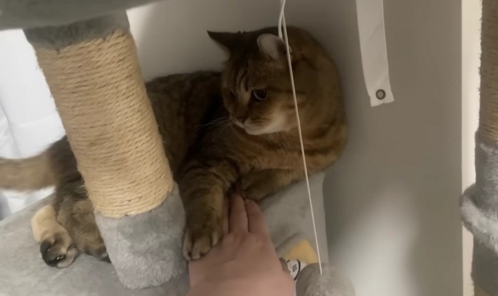 飼い主の手の上に前足を置いた猫