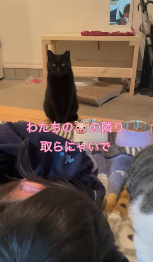 玄関でお座りをしているカメラ目線の黒猫
