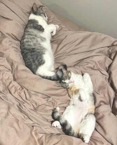 リラックスして眠る2匹の猫