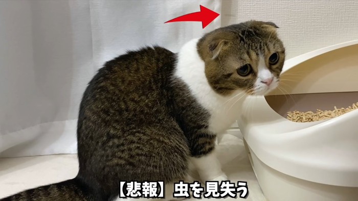 トイレの前に座る猫