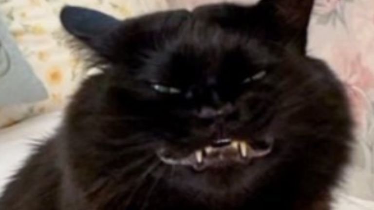 室内にいる猫