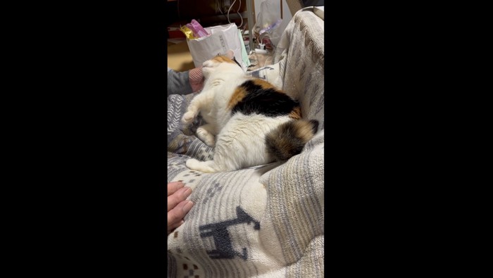 さらに甘えるミケ