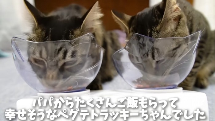 ご飯を食べる2匹の猫