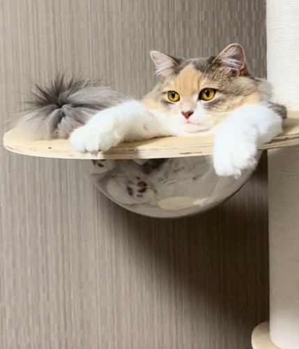 お嬢様みたいな猫