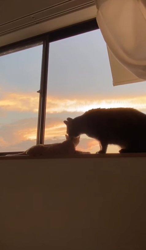 窓際にいる子猫の後頭部に鼻を寄せる猫