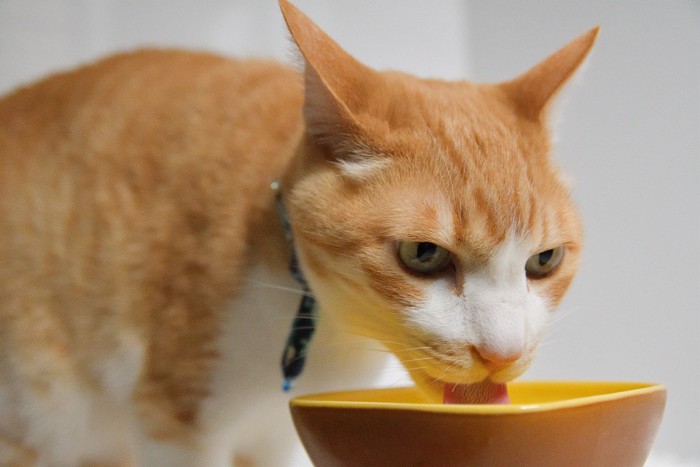 水を飲む猫