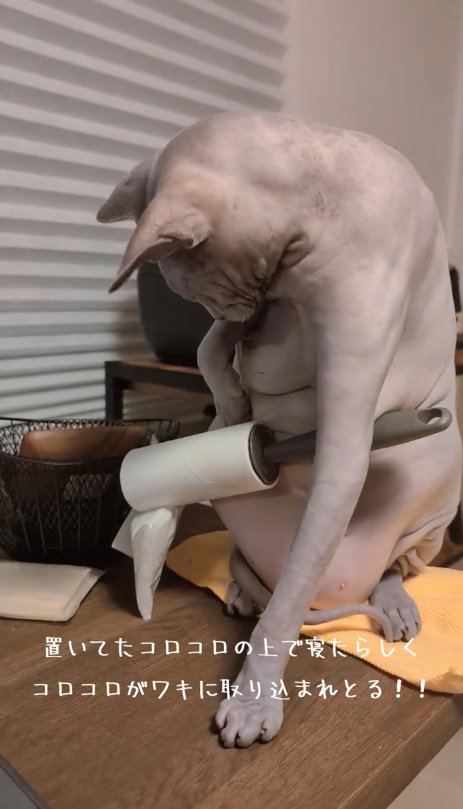 自分のお腹についたコロコロを見つめる猫