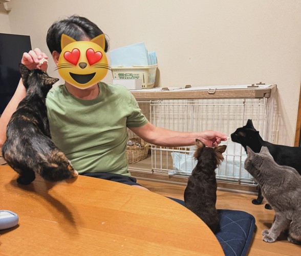 猫に囲まれる人