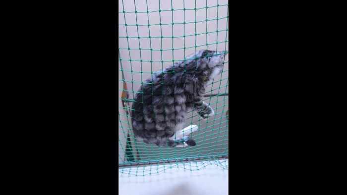 横たわるはなちゃん