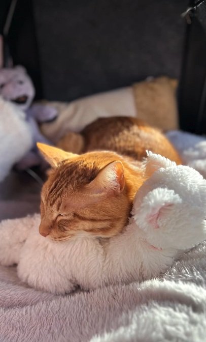 ぬいぐるみによりそって寝る猫