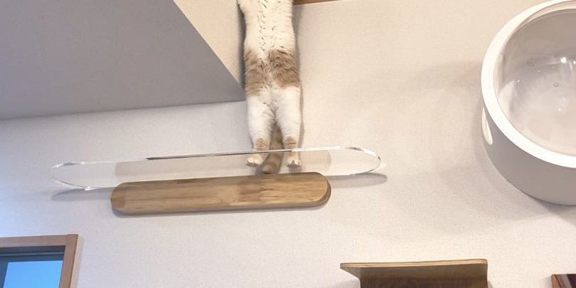 立つ猫