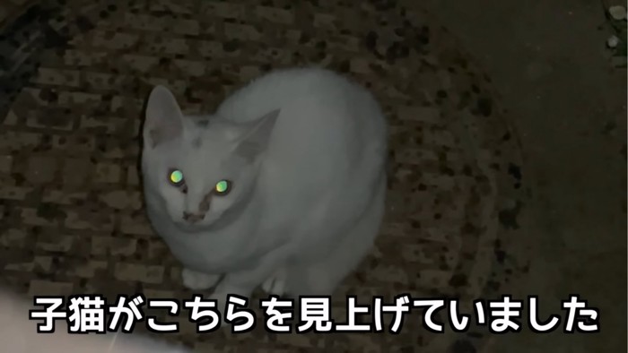 見上げる子猫