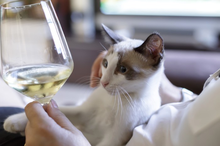 ワインを見る猫