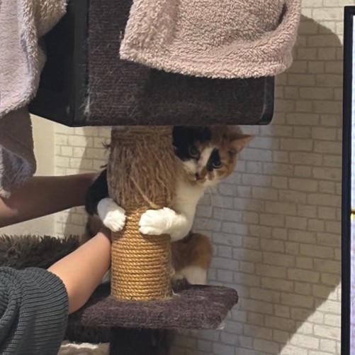 キャットタワーのポールに前足でしがみついている猫