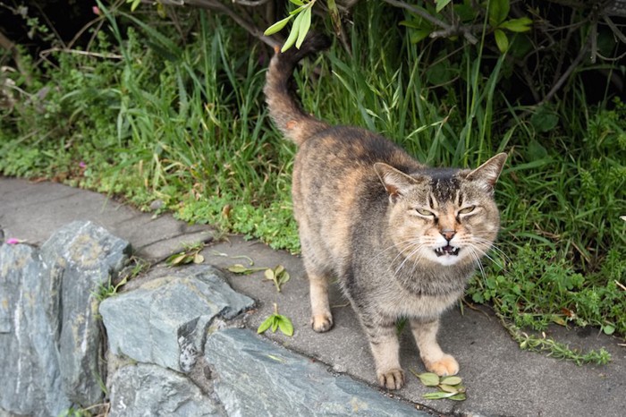 甘えて鳴く野良猫