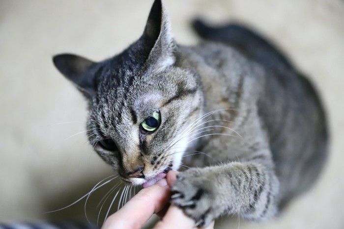 人の手を舐める猫