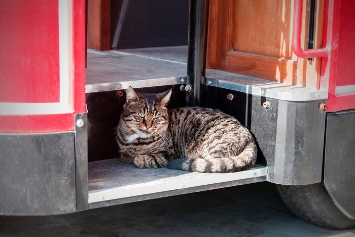 バスのステップに座る猫