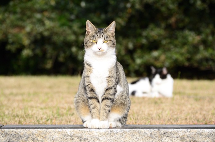 座ってこちらを見つめる猫