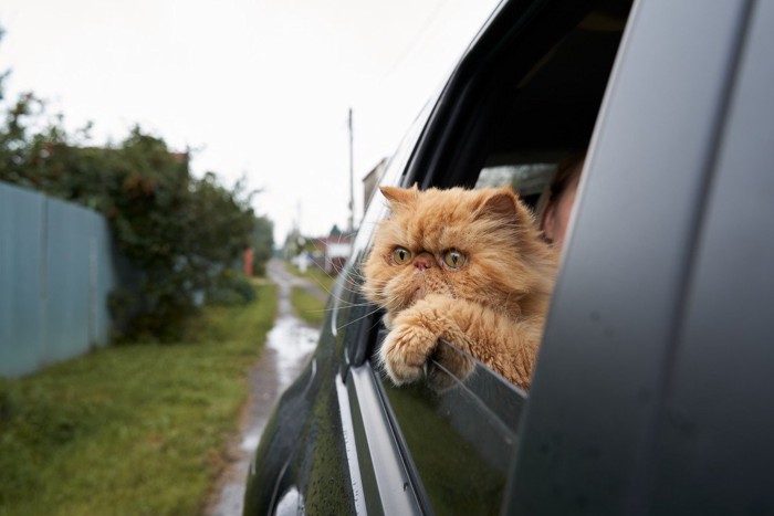 車の窓から顔を出す猫
