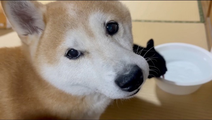 水を飲む猫の近くに寄っていく犬