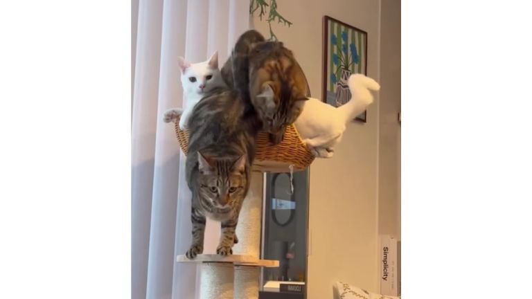キャットタワーにいる猫