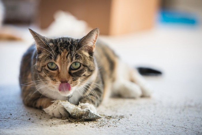 またたびを舐める猫