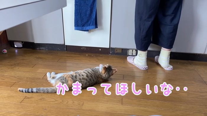 寝そべりながら見上げる猫