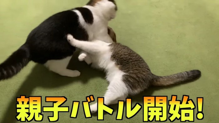 取っ組み合う2匹の猫