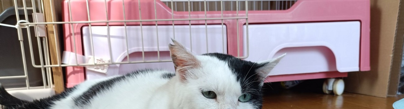 寝そべる猫の頭